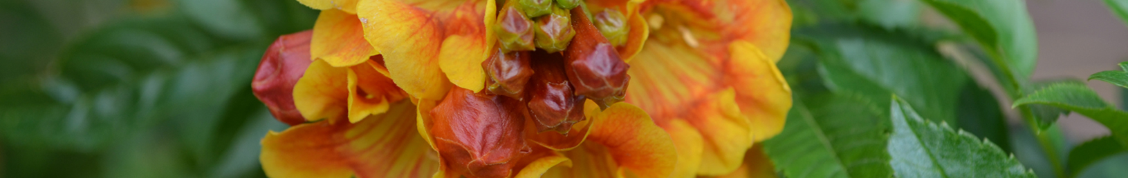 Flowers @ Duck Creek RV Park & Resort