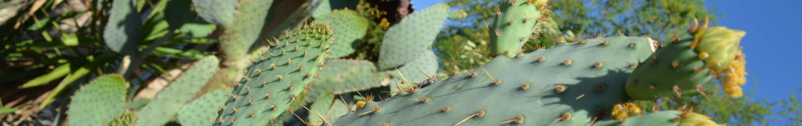 Cactus @ Duck Creek RV Park & Resort