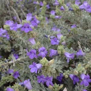 Flowers @ Duck Creek RV Park & Resort