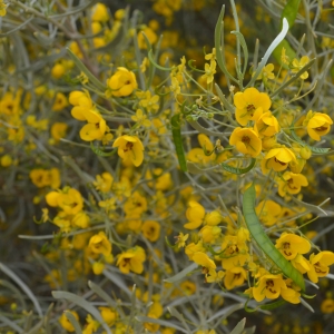 Flowers @ Duck Creek RV Park & Resort