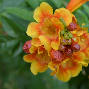 Flowers @ Duck Creek RV Park & Resort